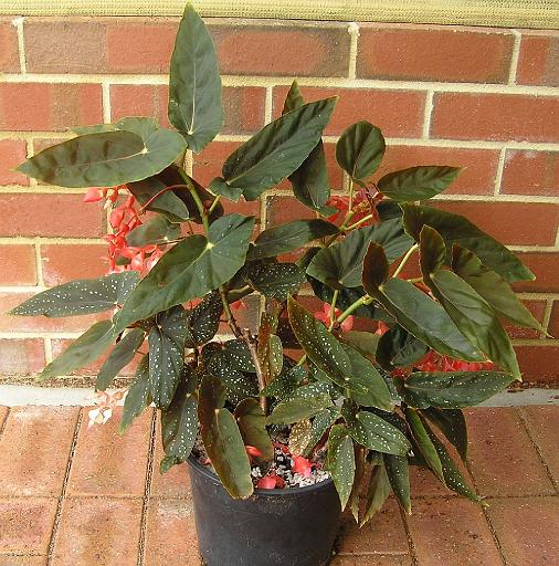 B. ‘Black Prince’